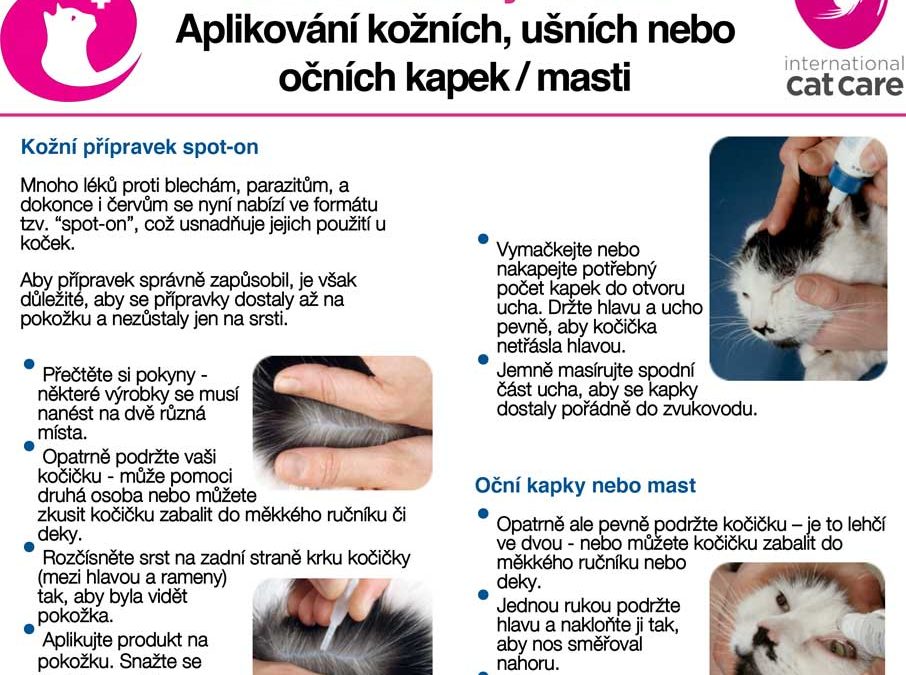 Cat friendly clinic – co to je?